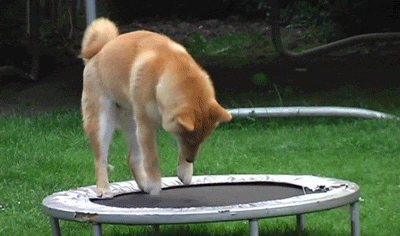 trampoline dog